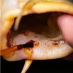 Soin Desinfectant Pro Elite Baits Medicarp Antiseptico – Image 3